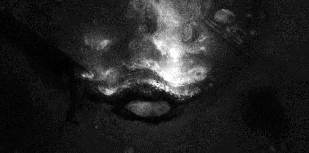 8_flu_BurNit11022_ ventral_F